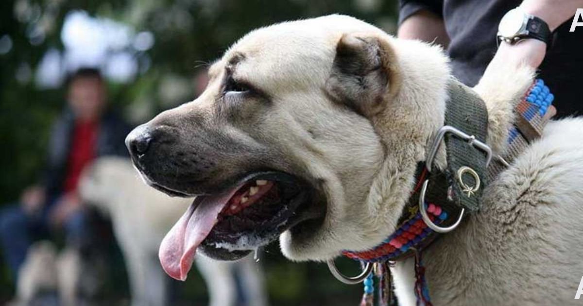 Kangal Dog Price In India