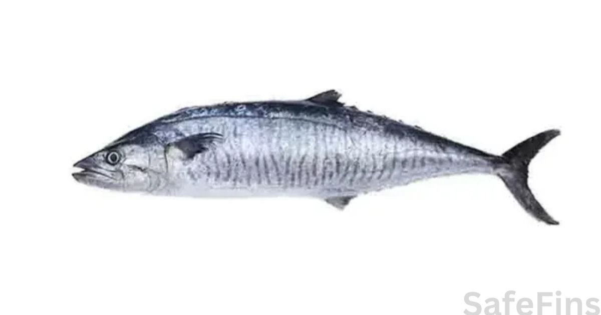 Why Vanjaram Fish Is Costly