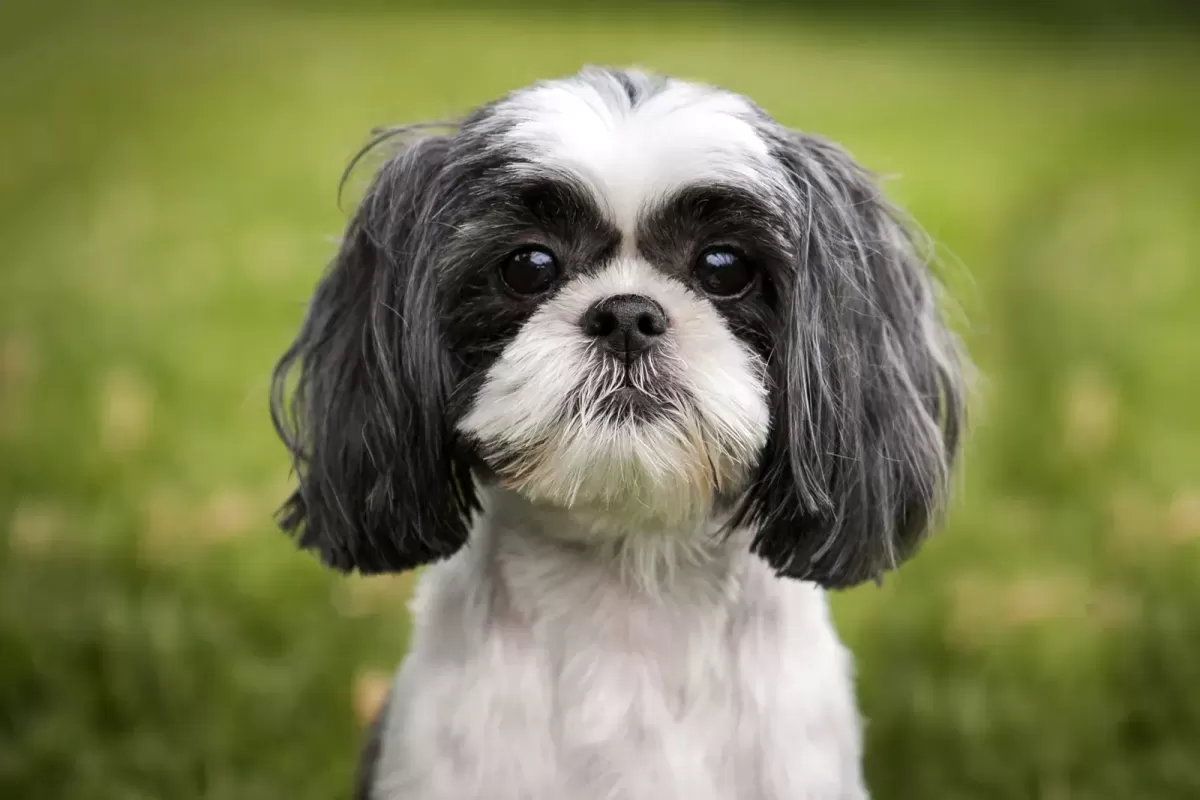 Why Shih Tzu Are The Worst Dog  : Debunking Myths