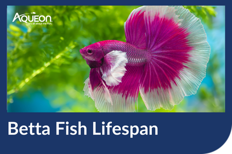 How Long Do Betta Fish Live: Lifespan Secrets Unveiled