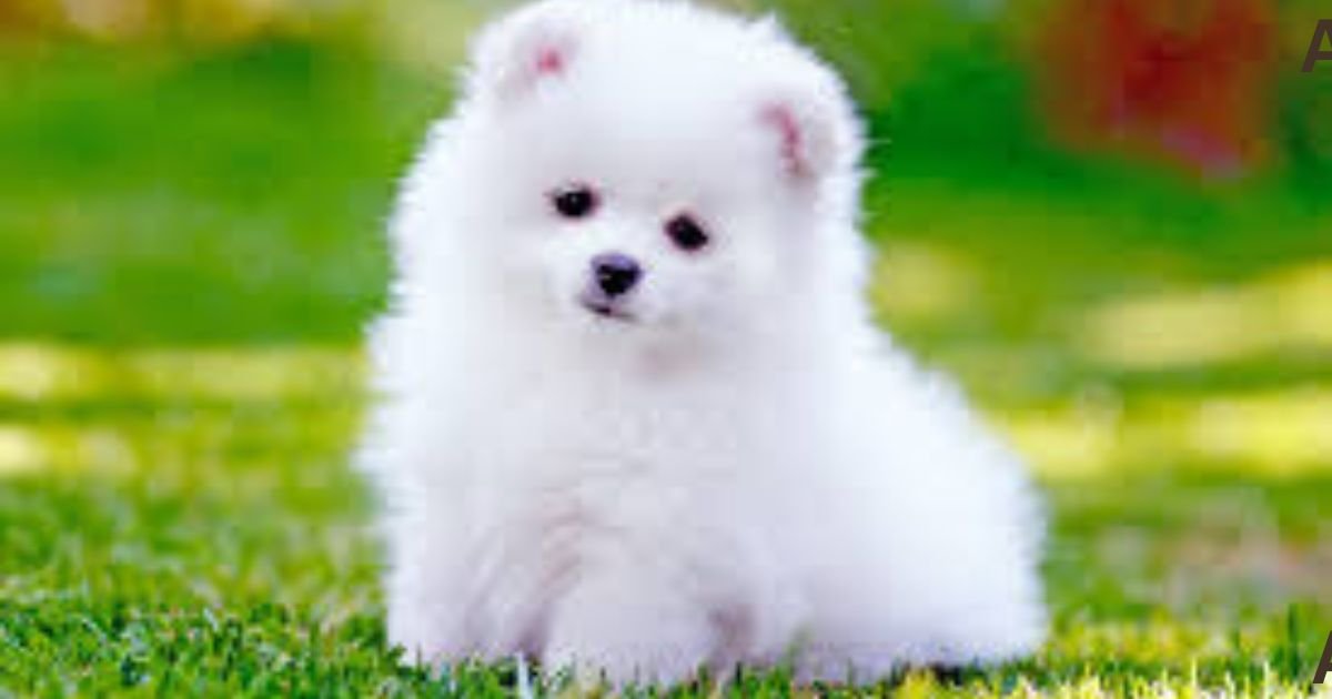 Pomeranian Dog Price in India