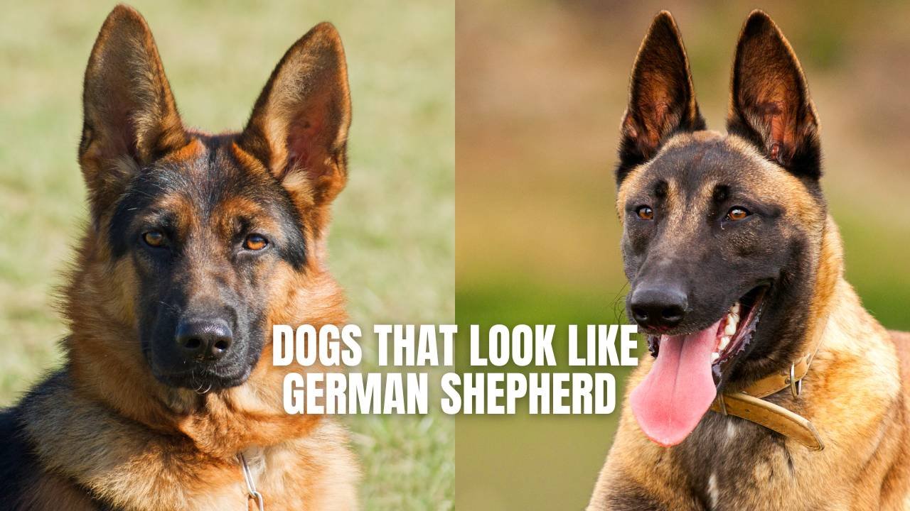 Dogs That Look Like German Shepherds: Top Breeds to Know