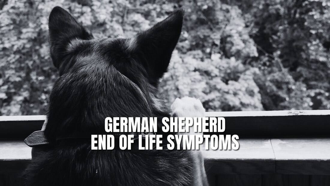 German Shepherd End Of Life Symptoms: Gentle Goodbyes