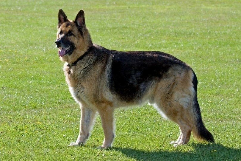 When Do German Shepherds Stop Growing: Growth Insights