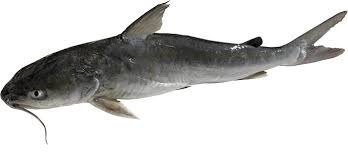 Can Catfish Live in the Ocean? Marine Myth Busting!