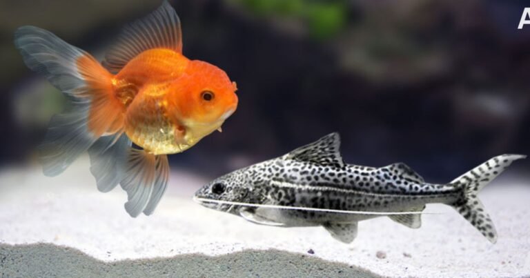 Can Catfish And Goldfish Live Together