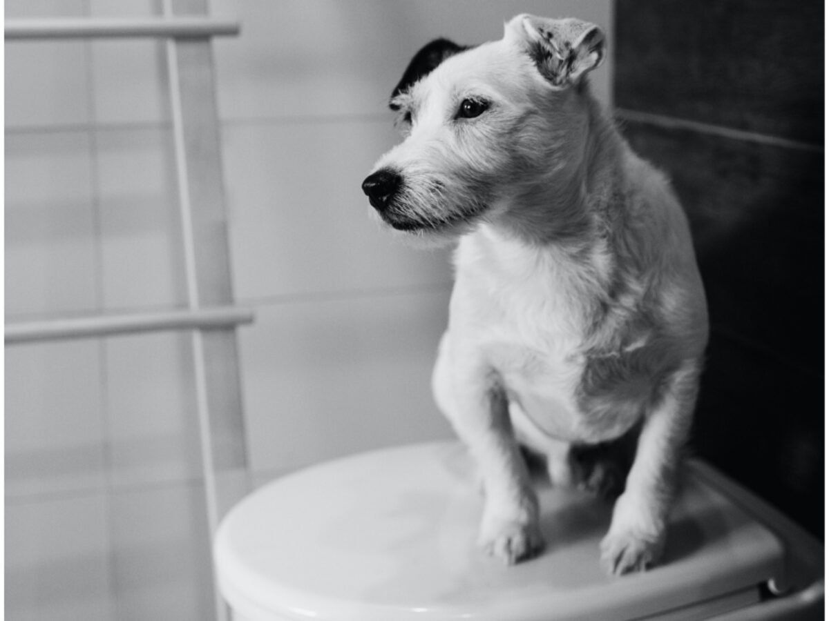 How Long Can A Dog Go Without Pooping? Vital Facts!