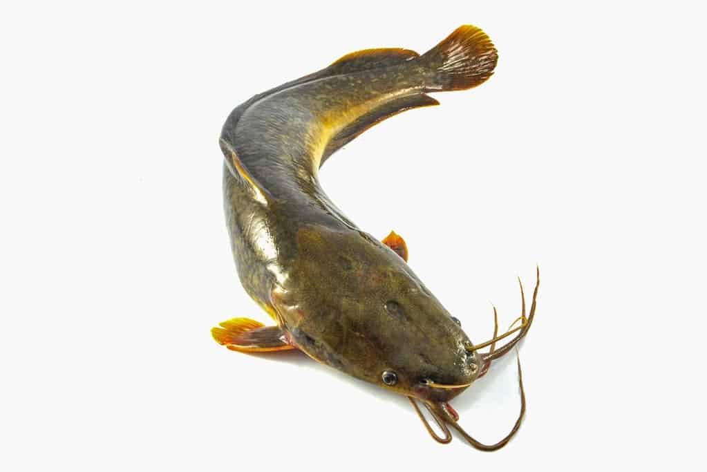 Why Can Catfish Survive Without Water? Aquatic Wonders Unveiled