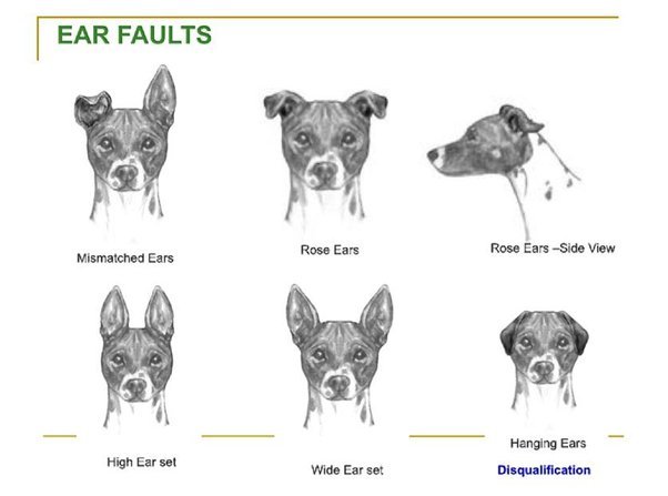 Why Do Dogs Put Their Ears Back? Decode Canine Signals