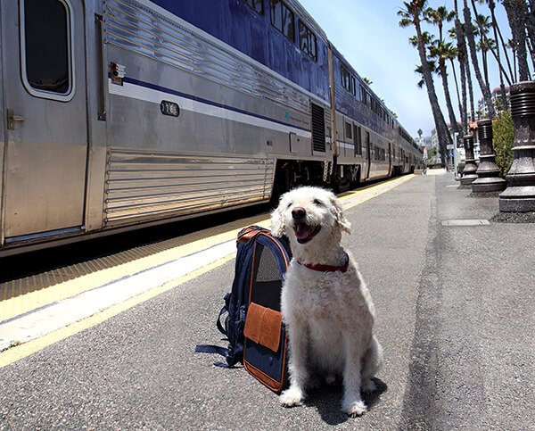 Are Dogs Allowed On Trains? Ultimate Guide for Pet Owners