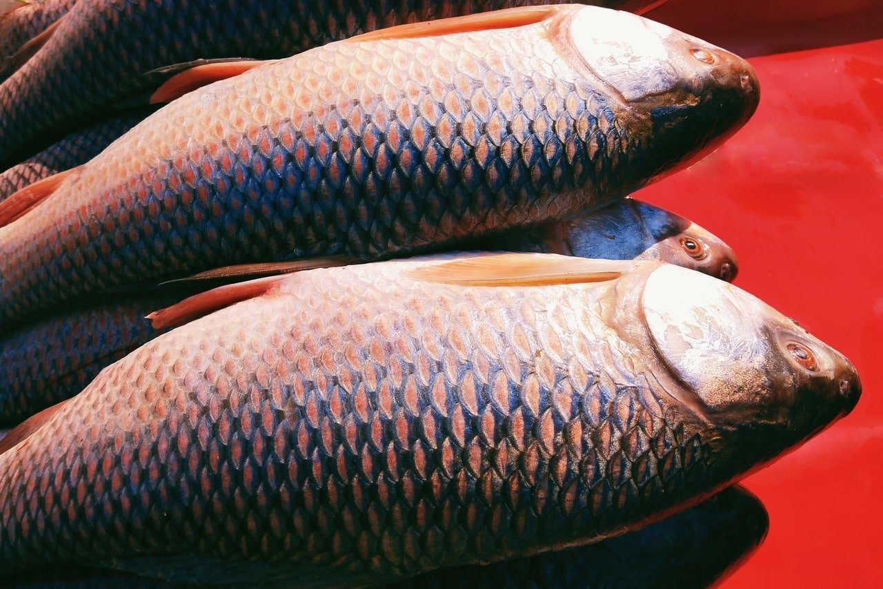 Is Rohu Fish Good For Health? Unlock the Benefits!