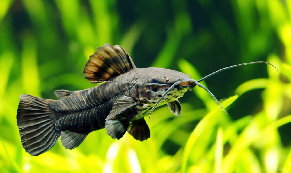 Can Catfish Live With Goldfish?: Aquarium Harmony Tips