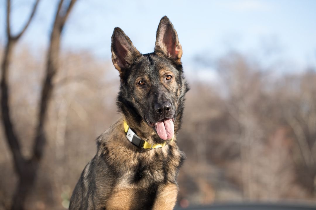 How Fast Can A German Shepherd Run: Unleashed Speed!