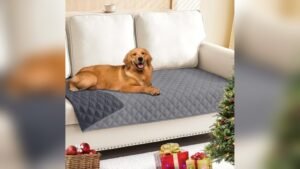 Best Couch for Dog Smell