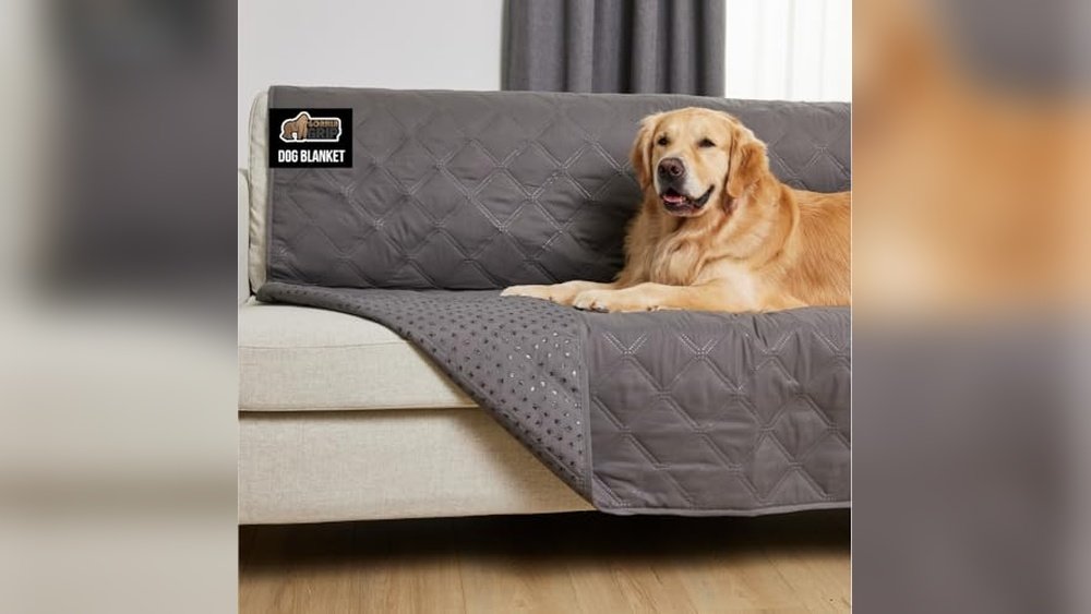 Best Couch for Dogs That Chew