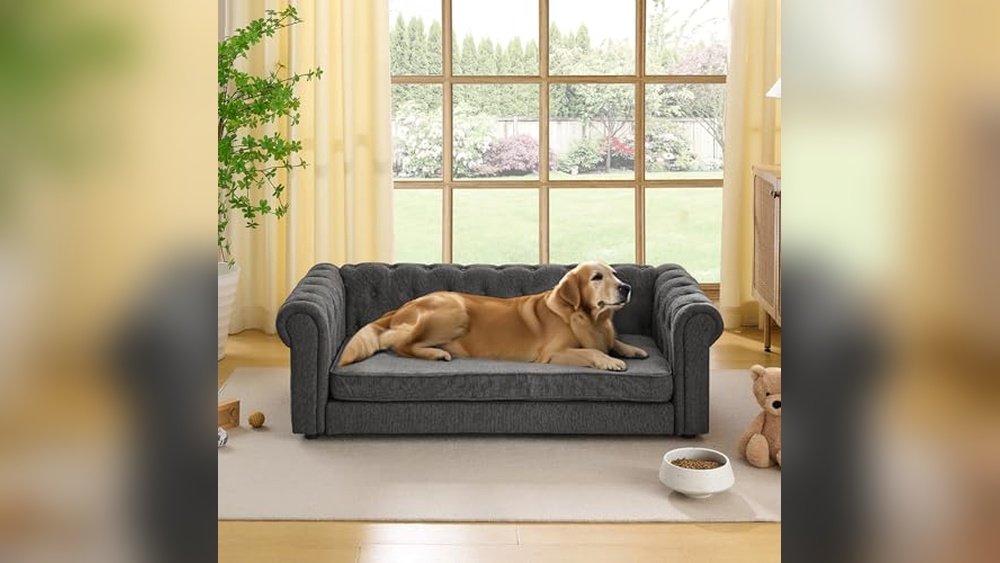 Best Couch for Large Dogs