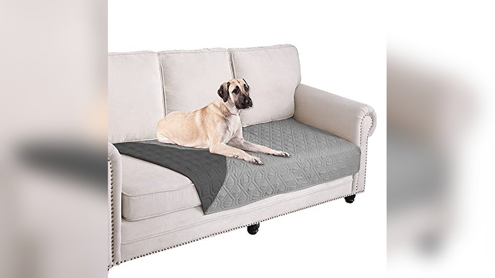 Best Couch Material for Cats And Dogs