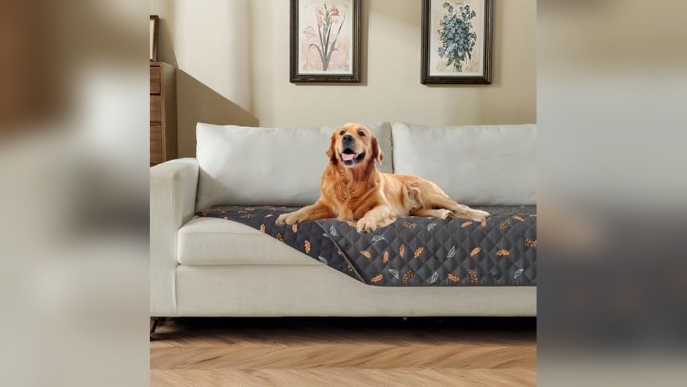 Best Couch Material for Kids And Dogs