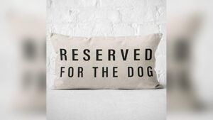 Best Couch Pillows for Dog Owners