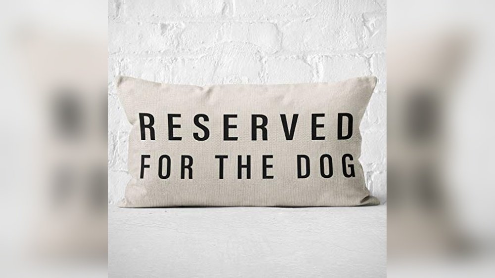 Best Couch Pillows for Dog Owners
