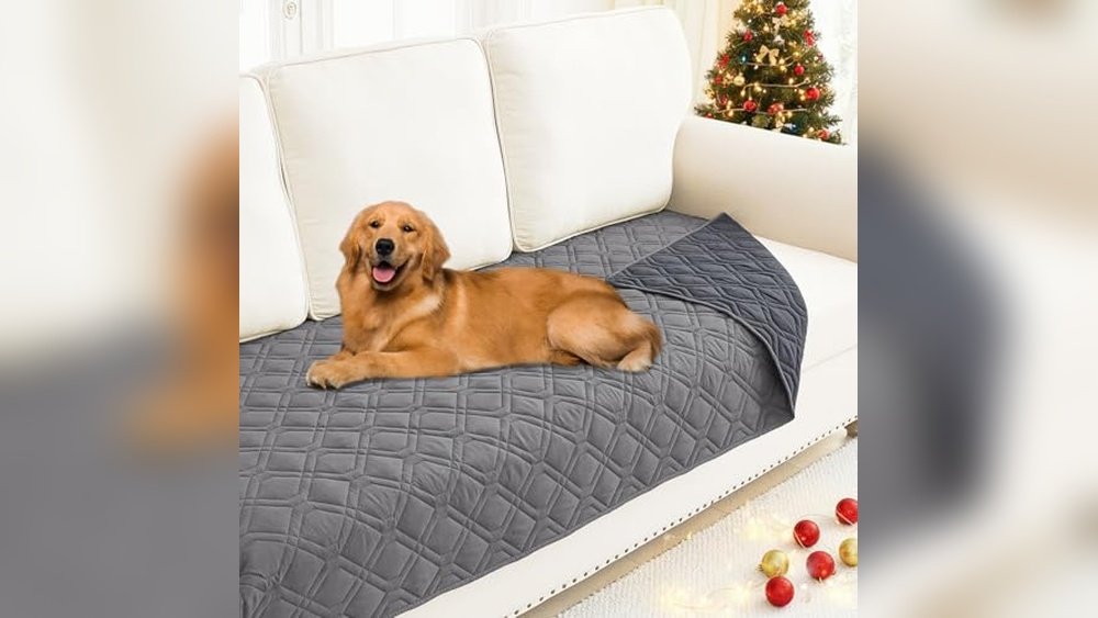 Best Couch Slipcovers for Dogs