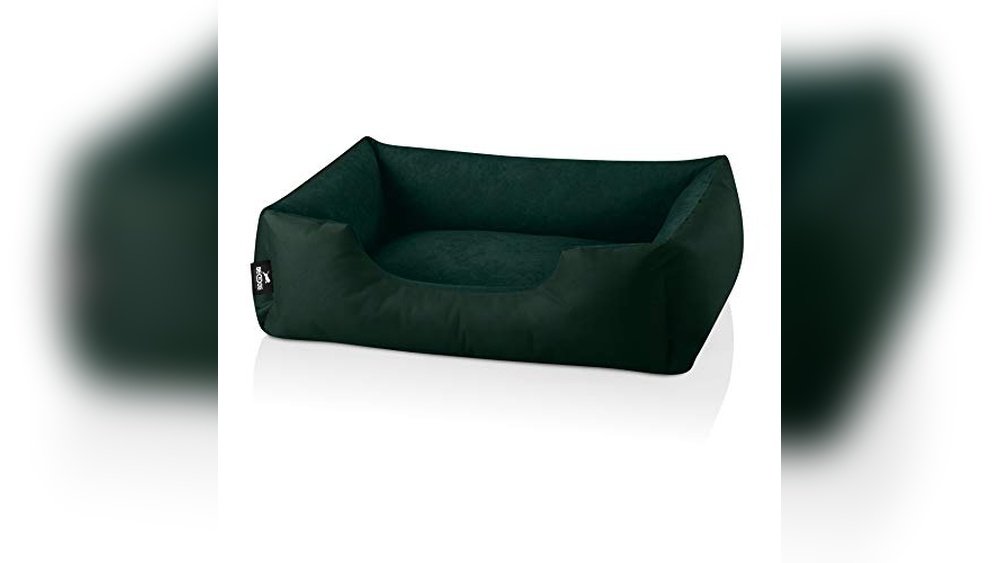 Best Couch Type for Dogs