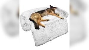 Best Dog Beds for Couch