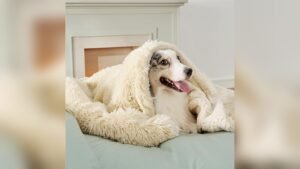 Best Faux Fur Dog Blanket for Couch