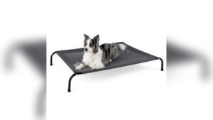 Best Hammock Dog Beds for Large Dogs