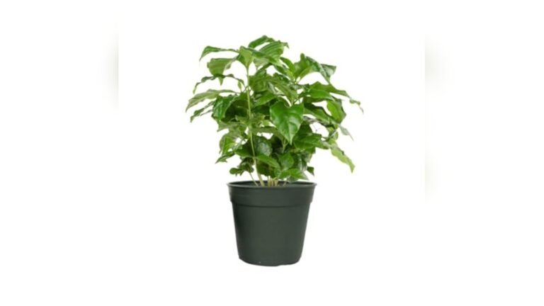 Best Indoor Plants for Coffee Table