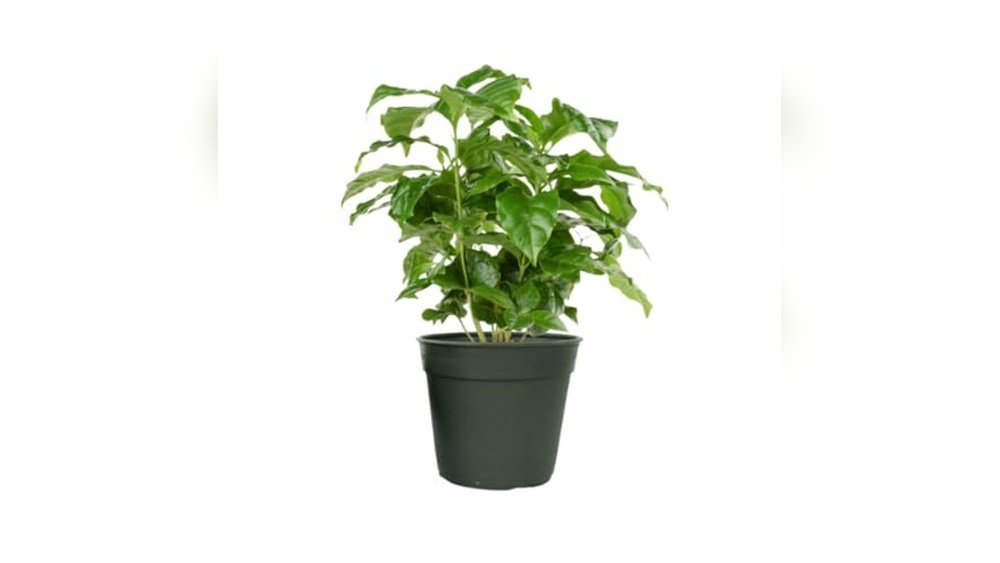 Best Indoor Plants for Coffee Table