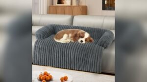 Best Kind of Couch for Dogs