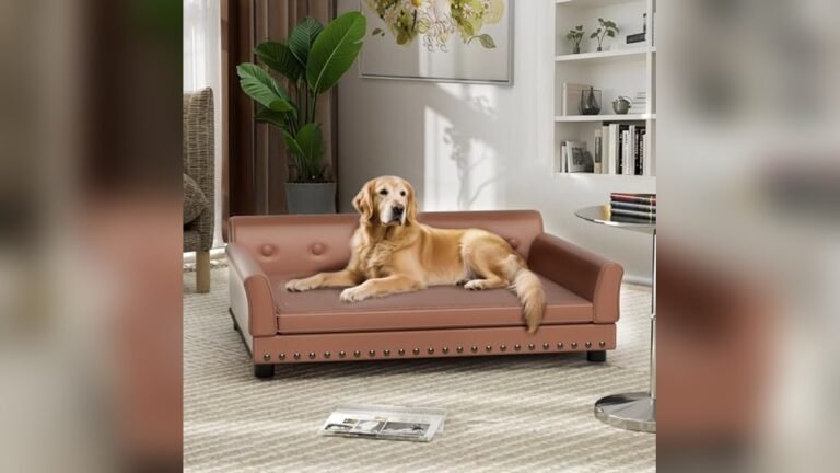 Best Leather Sofas for Pets
