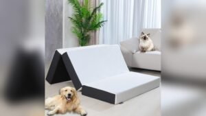 Best Mattresses for Murphy Bed