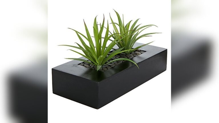 Best Plant for Coffee Table