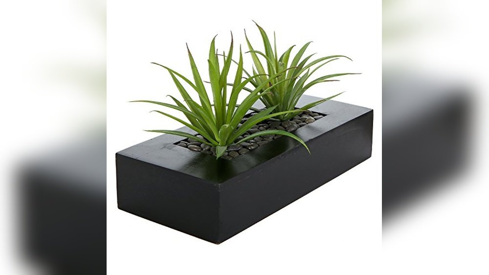Best Plant for Coffee Table