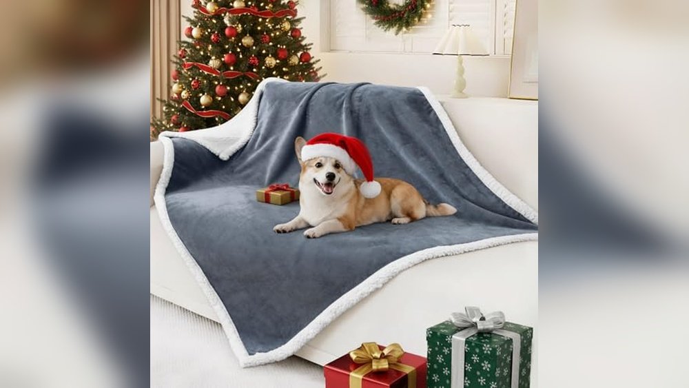 Best Sofa Throws for Dogs Uk