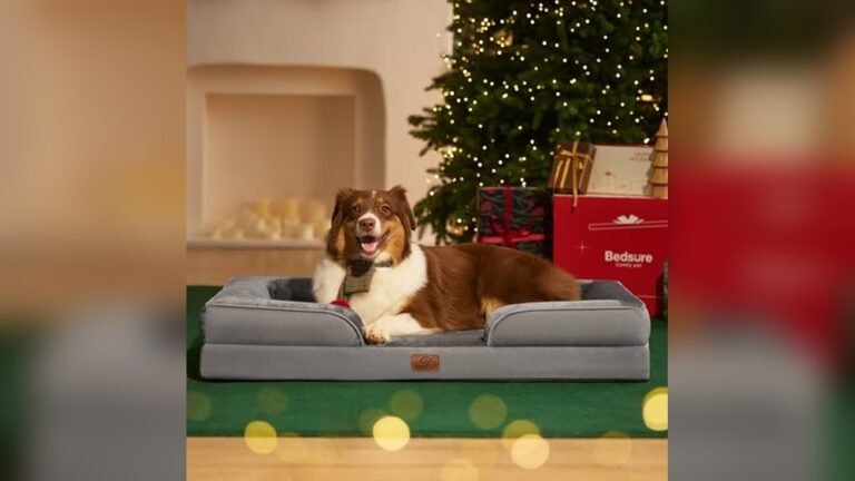 Best Sofa Type for Dogs