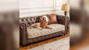 Best Sofas for Dogs Owners