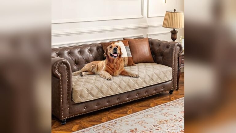 Best Sofas for Dogs Owners