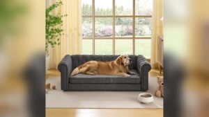 Best Sofas for Large Dogs