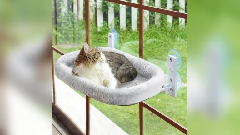 Best Window Hammocks for Cats