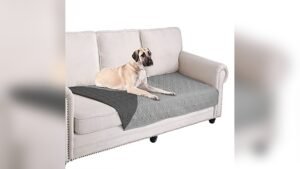 What is Best Couch Material for Dogs