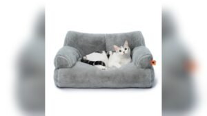 What is the Best Couch for Cats
