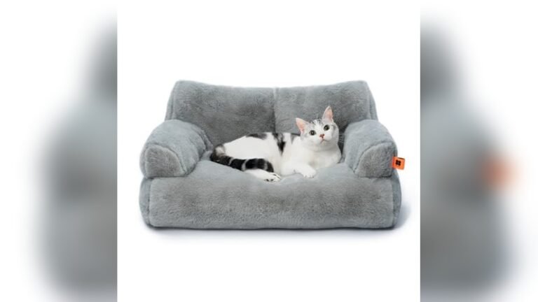 What is the Best Couch for Cats