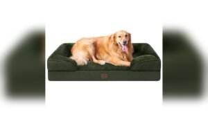 What is the Best Couch for Dogs