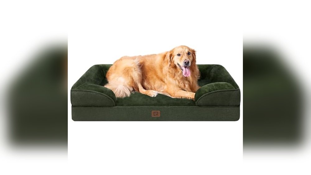 What is the Best Couch for Dogs