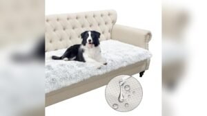 What Type of Couch is Best for Dogs