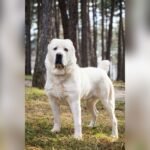 Alabai Dog Price in India: Cost, Factors, and Buying Guide
