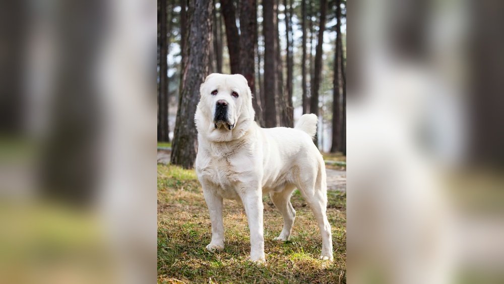 Alabai Dog Price in India: Cost, Factors, and Buying Guide